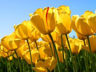 /Files/images/1_psiholog/Tulips.jpg